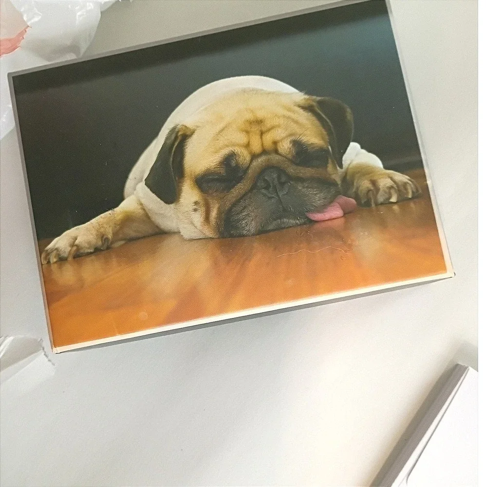 Crown Point Graphics Sleeping Pug Puppy Boxed Note Cards Set with Envelopes‎ NEW